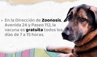 ZOONOSIS: INFORMACIN IMPORTANTE SOBRE LA RABIA